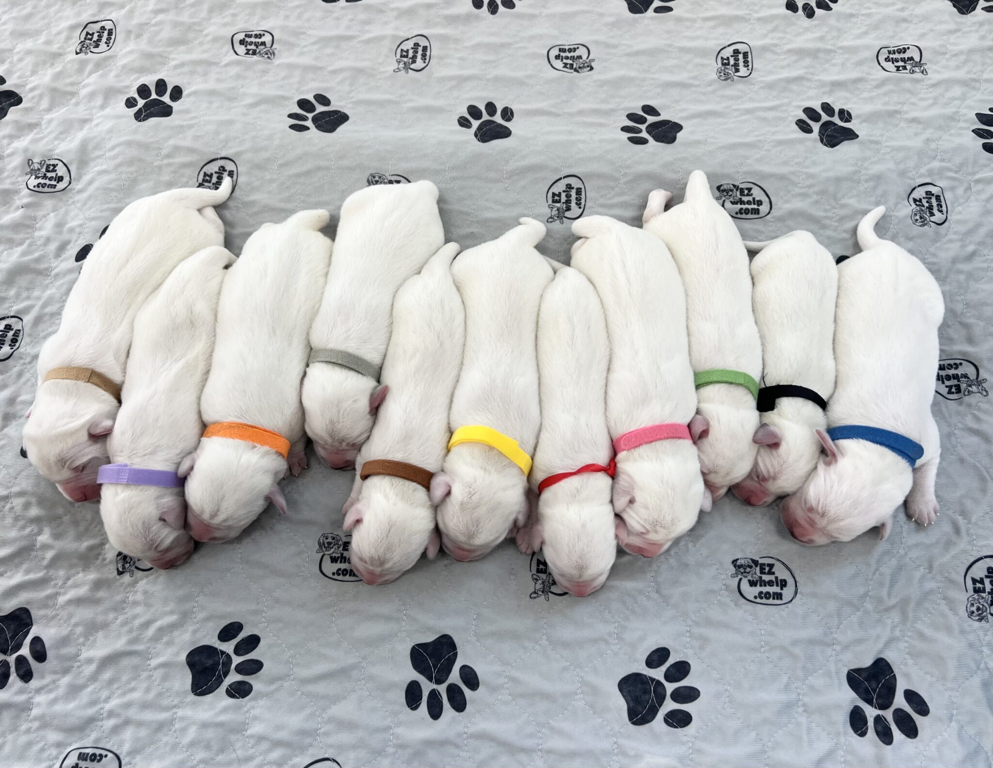 Nine sleeping puppies wearing colorful collars lined up on a paw print blanket.