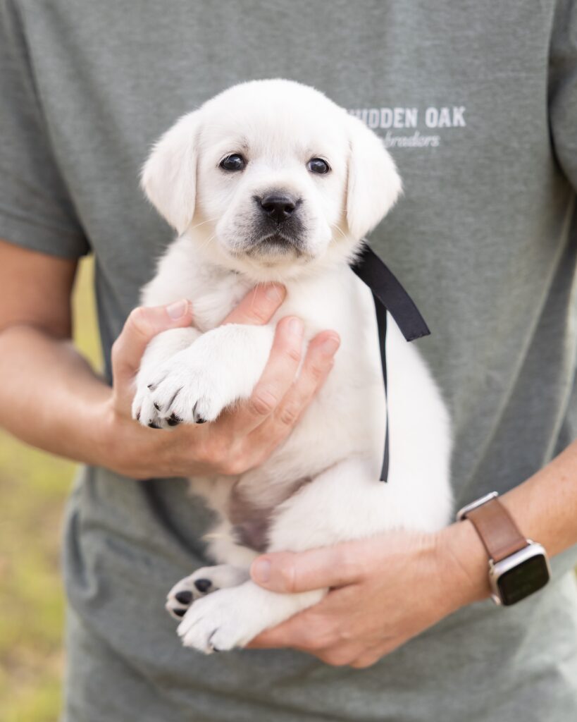 Person holding a white Labrador puppy with a black ribbon outdoors.