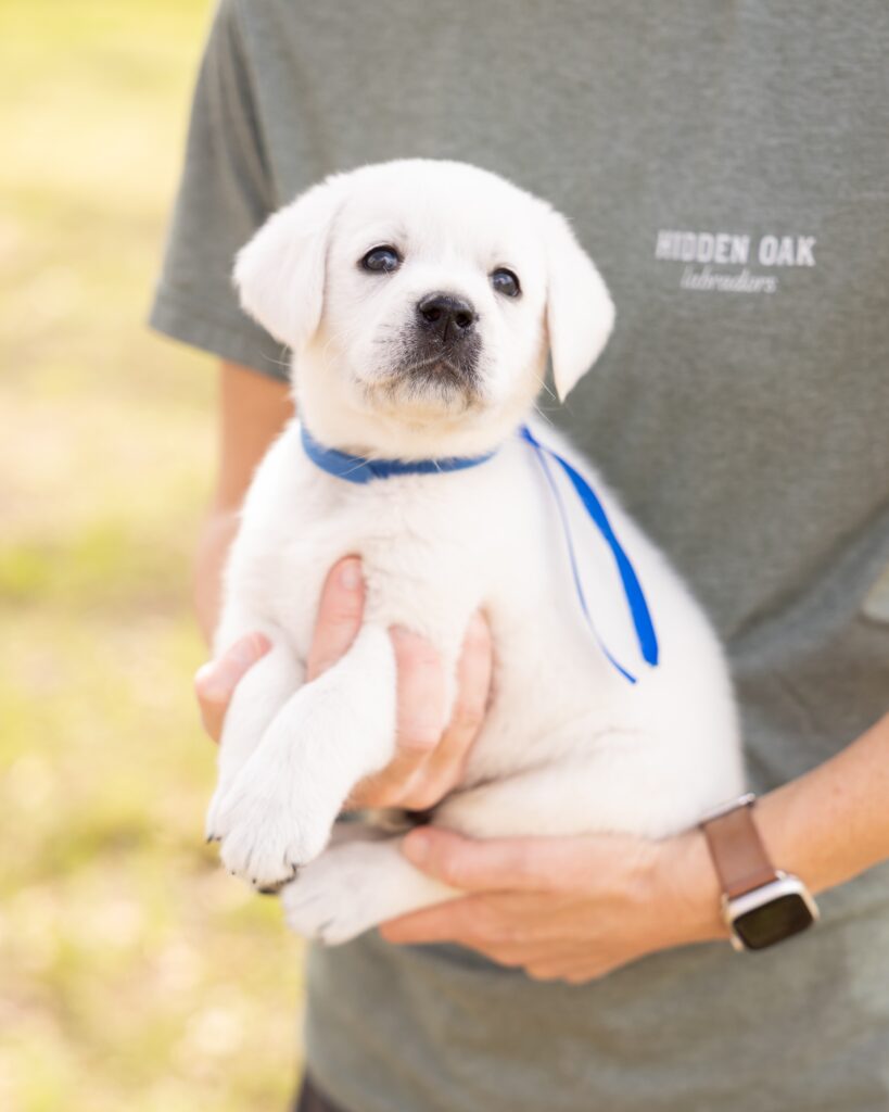 Person holding a cute white puppy with a blue collar outdoors.