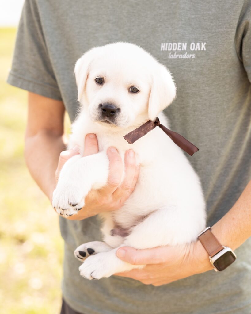 Person holding a Labrador puppy wearing a brown ribbon outdoors.