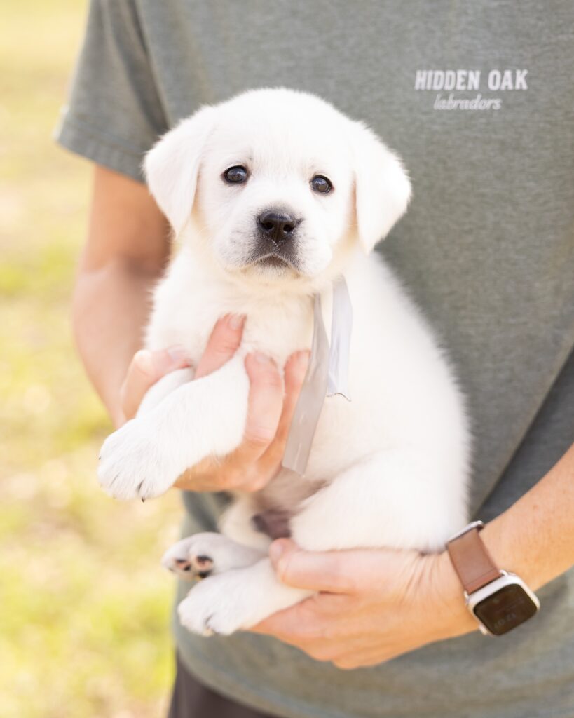 Person holding a cute white Labrador puppy outdoors.