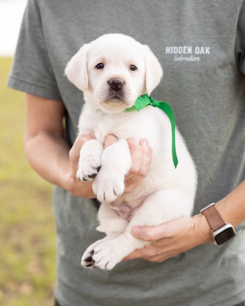 A person holding a white Labrador puppy with a green ribbon outdoors.