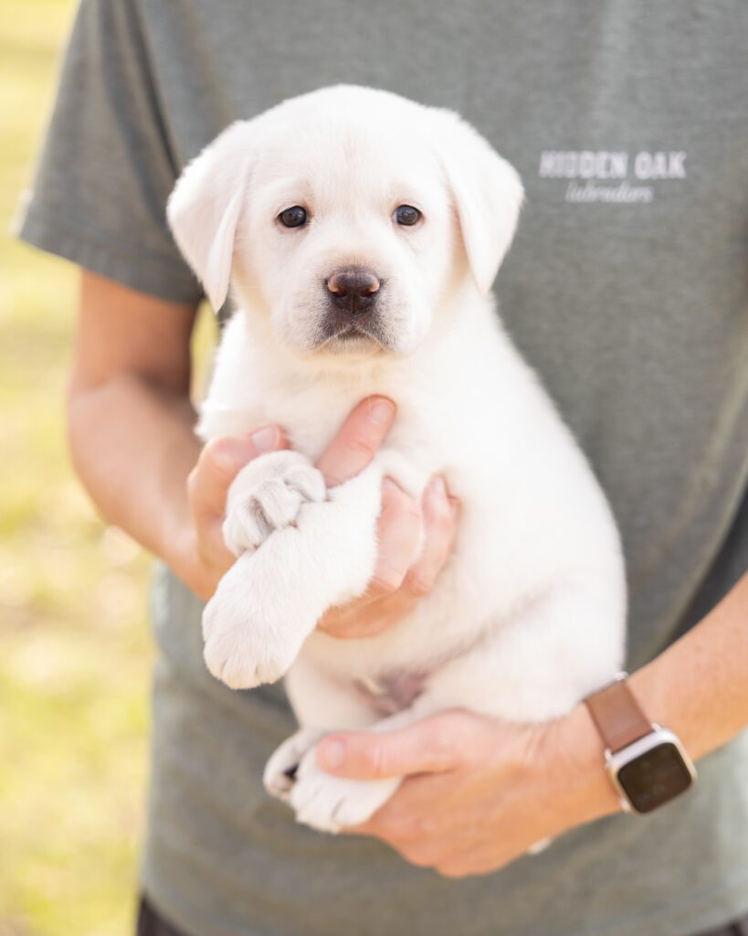 Person holding a cute white Labrador puppy outdoors.