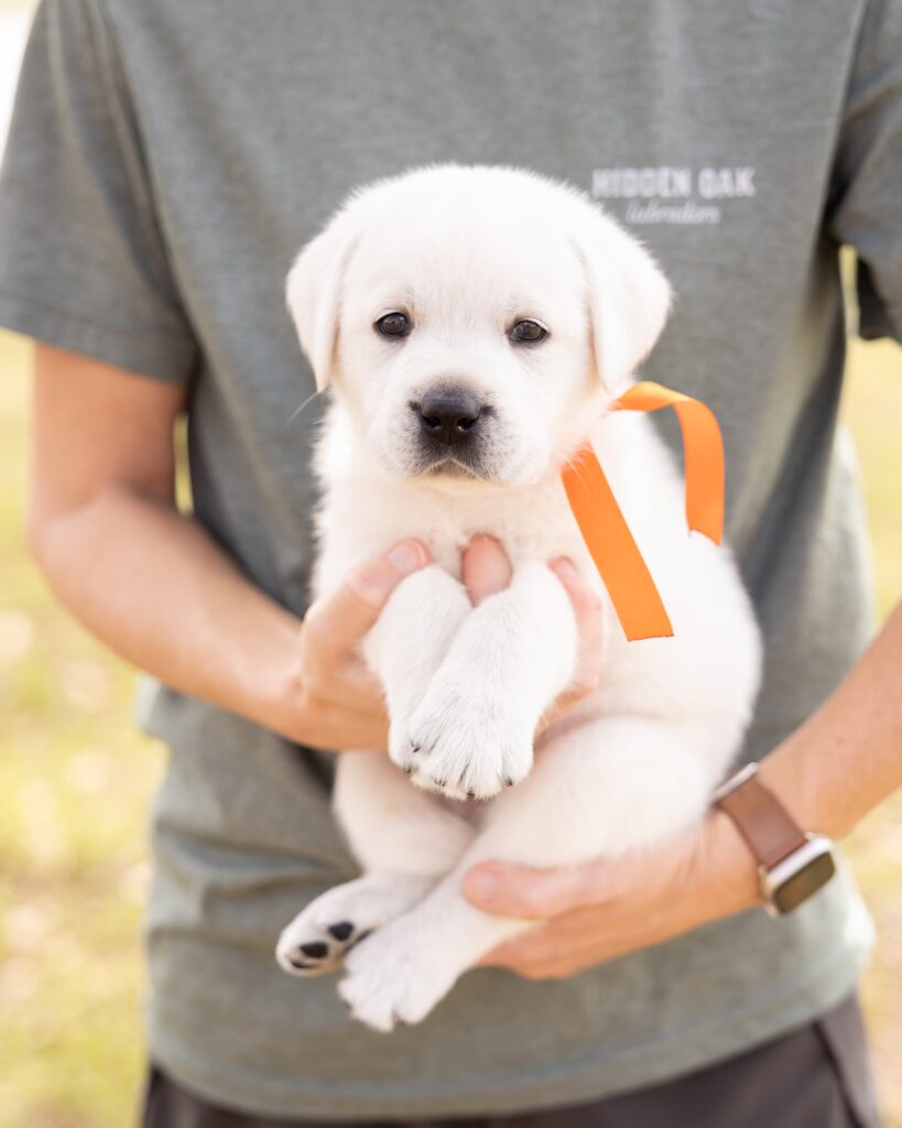 Person holding a white Labrador puppy with an orange ribbon outdoors.