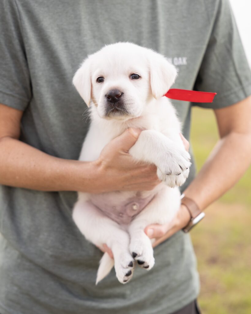 Person holding a cute white Labrador puppy with a red collar.