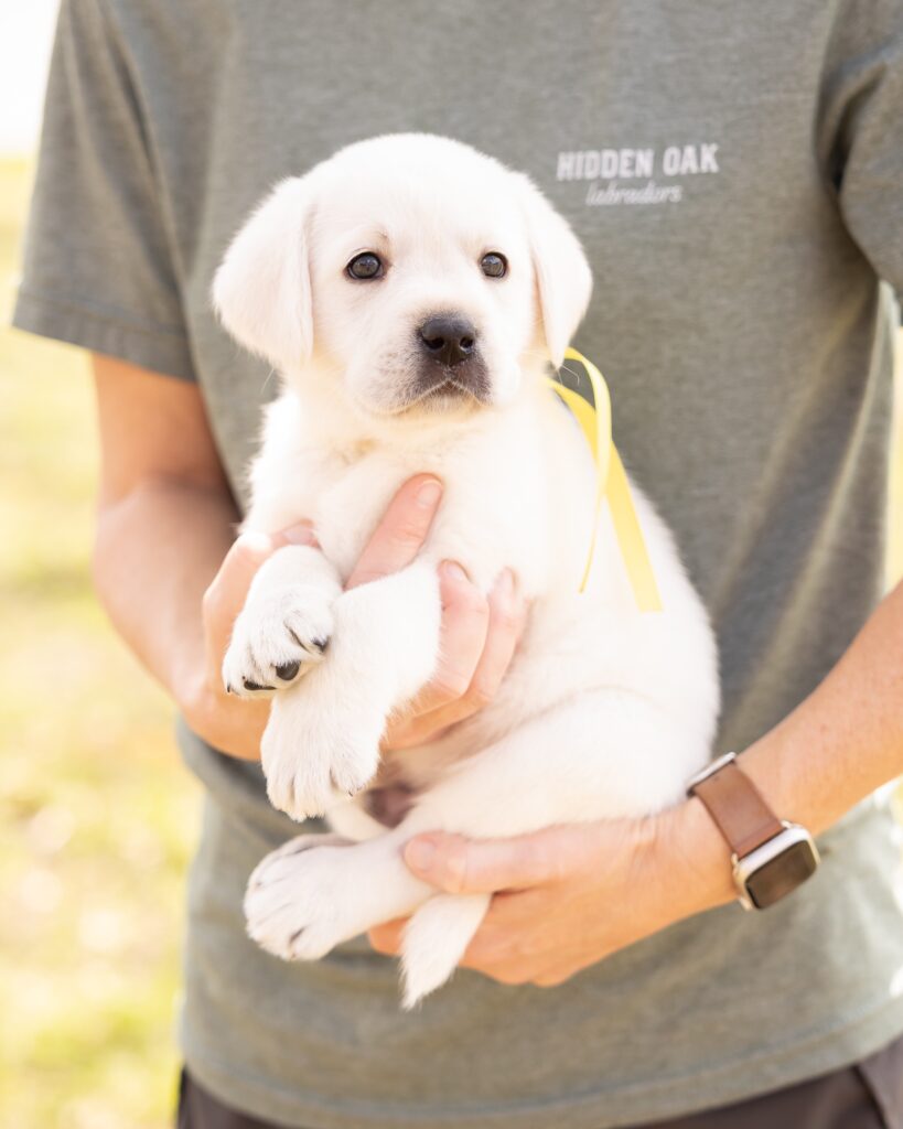 Person holding a white Labrador puppy with a yellow ribbon outdoors.