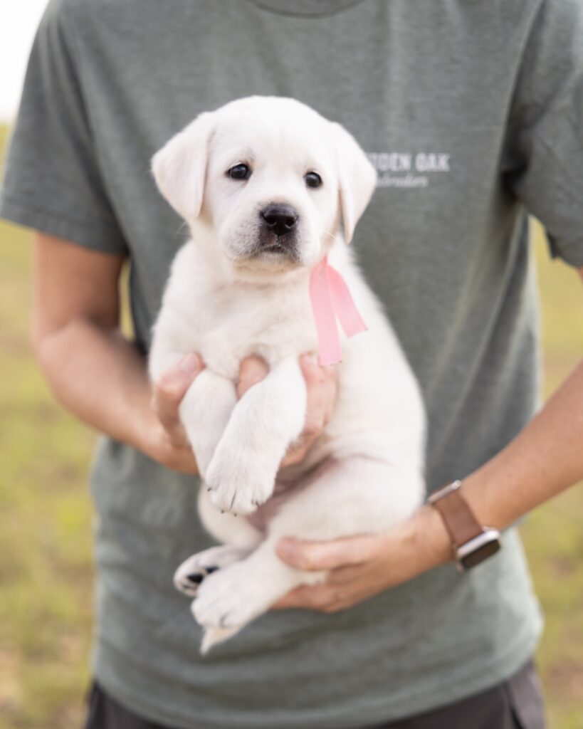A person holding a cute Labrador puppy with a pink ribbon.