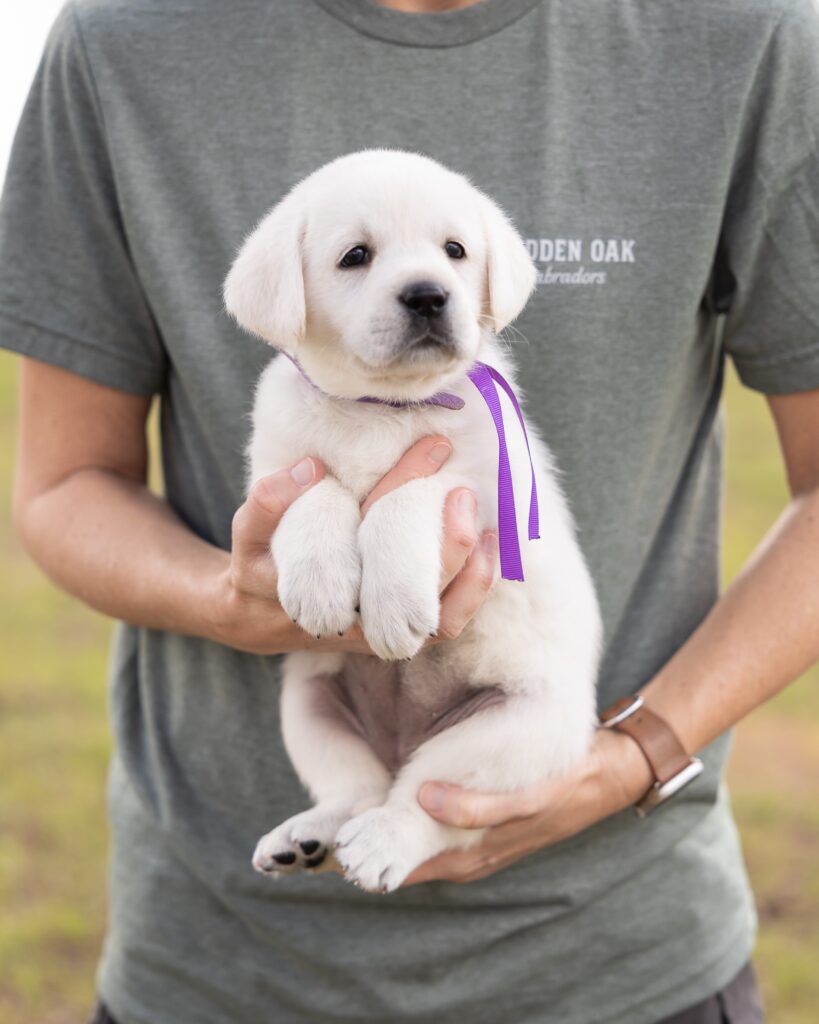 Person holding a white Labrador puppy with a purple ribbon outdoors.