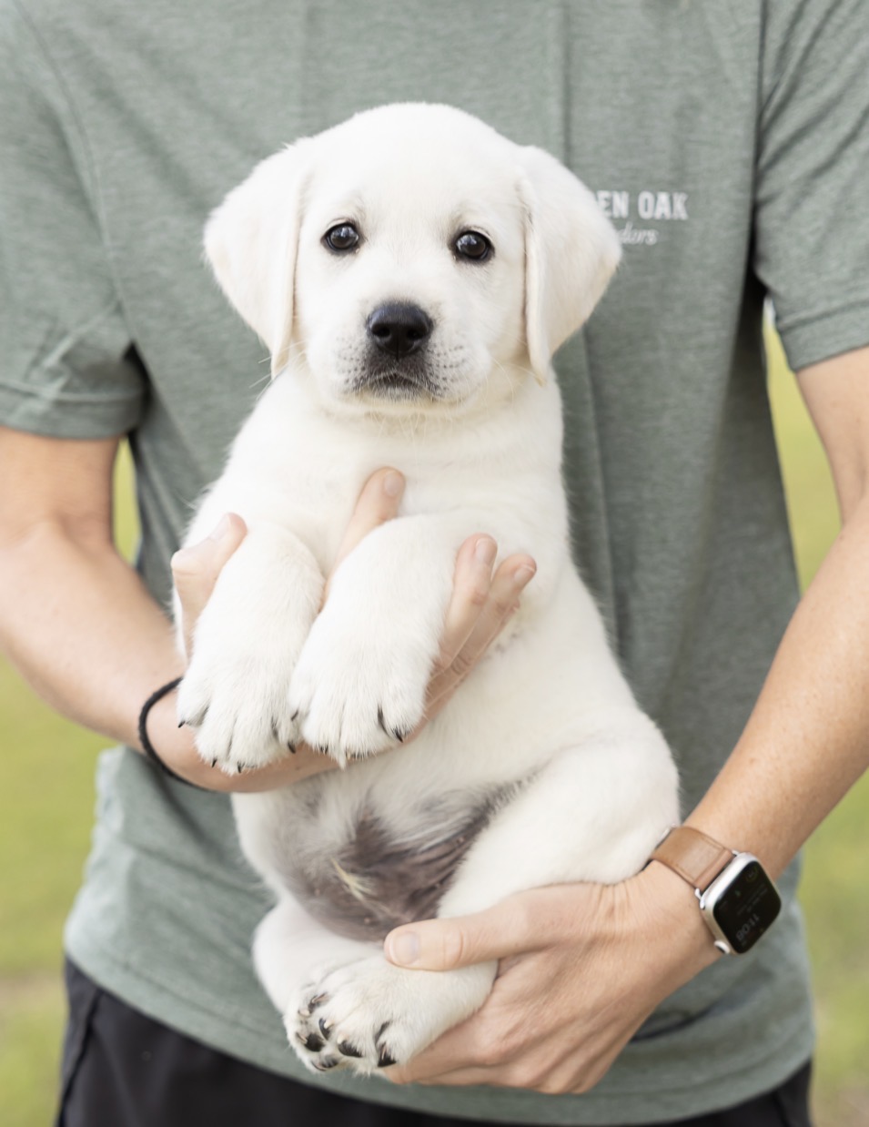 A person in a green shirt holds a white Labrador puppy outdoors.