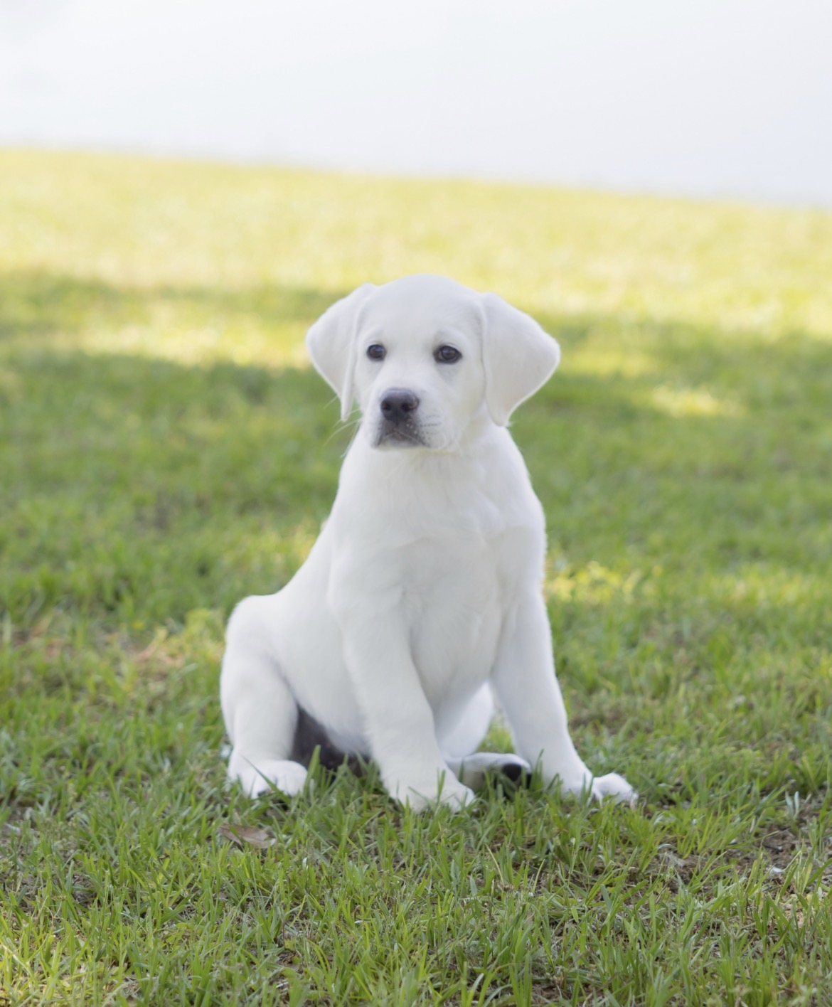 White Labrador puppy sitting on green grass, looking alert.