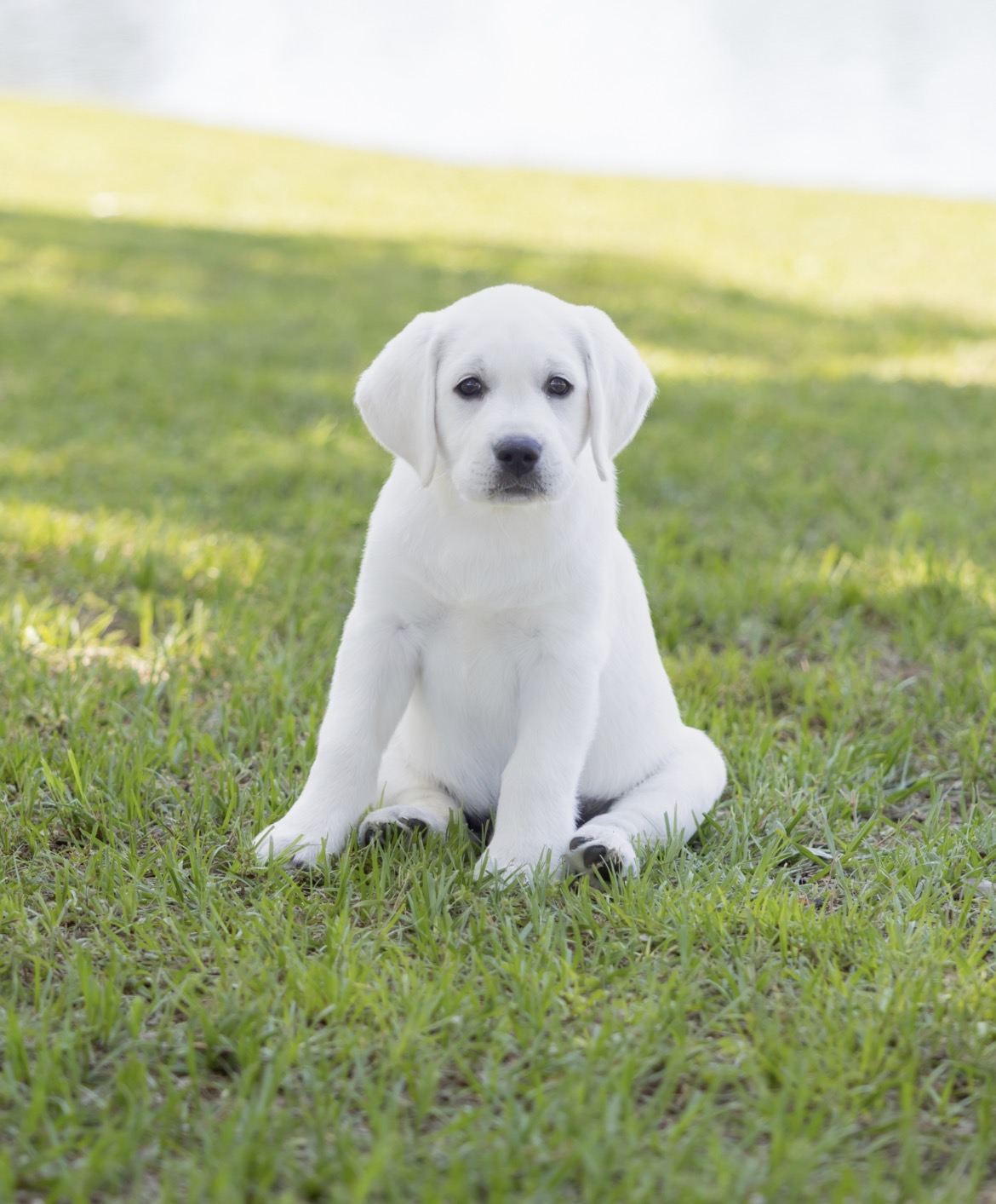 White puppy sitting on green grass in a sunny outdoor setting.