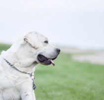 White Labrador retriever sitting on grass with tongue out, wearing a chain collar.