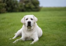 White Labrador retriever lying on lush green grass, looking calm and relaxed.