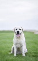 White Labrador sitting on green grass with tongue out, overcast sky in background.