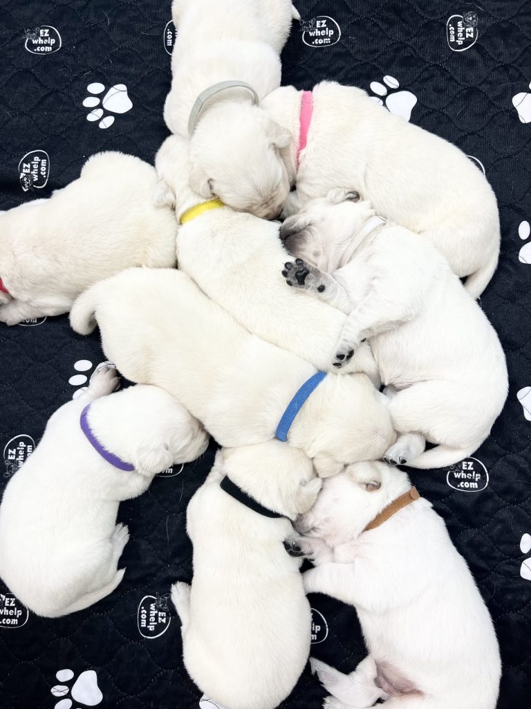 Nine adorable puppies sleeping together on a black pawprint-patterned blanket.
