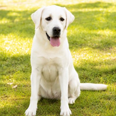 Friendly white Labrador sitting on green grass in a sunny park.