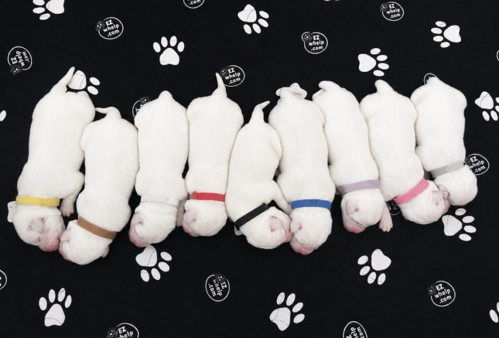 Eight white puppies sleeping on a black EZwhelp blanket with paw prints.