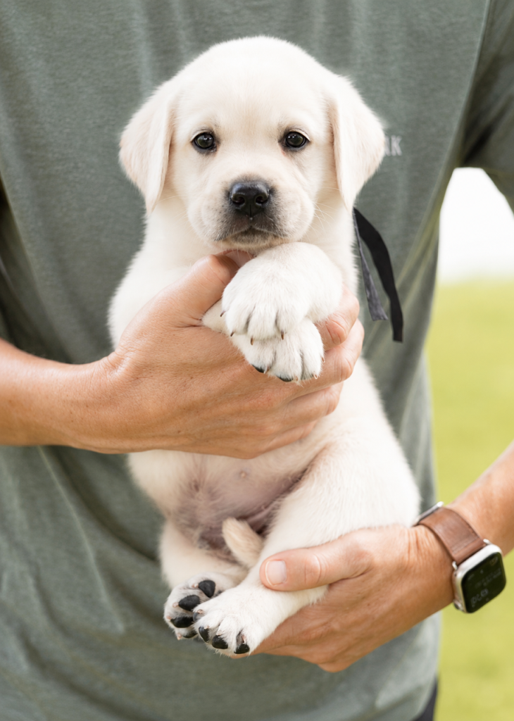 A person holding a cute Labrador puppy, showcasing its adorable face and paws.