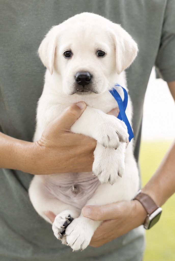 Person holding a white puppy with blue ribbon outdoors.