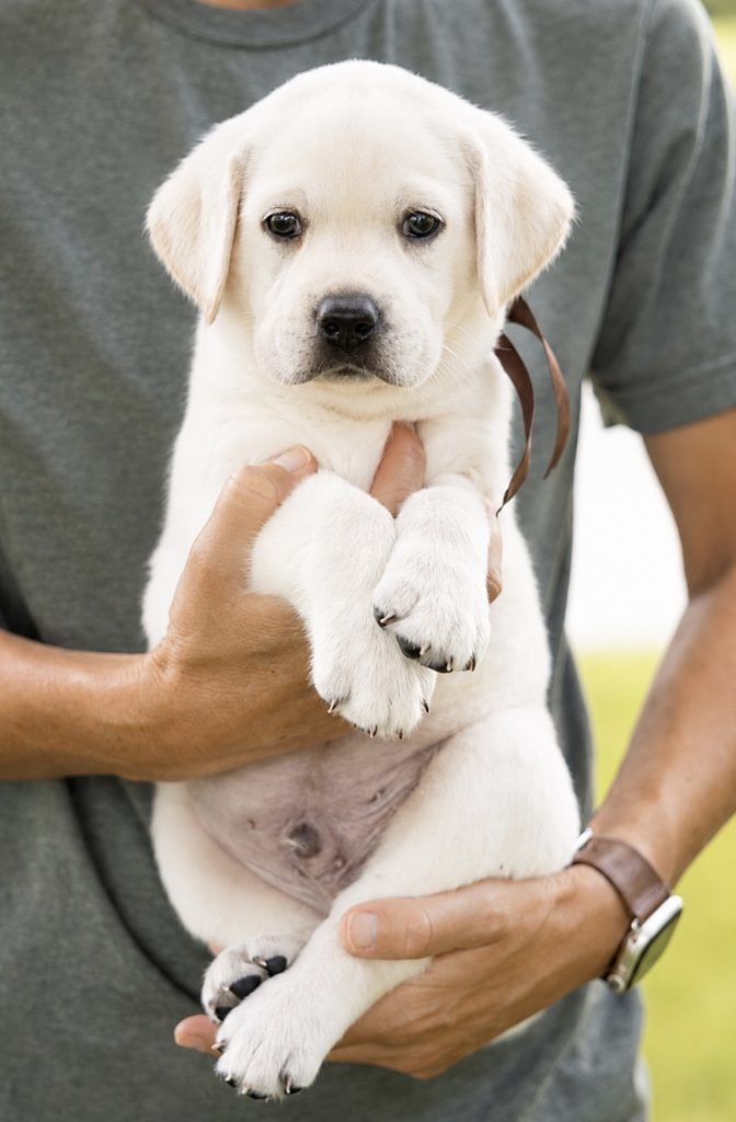 A person holding a cute Labrador puppy in their hands outdoors.