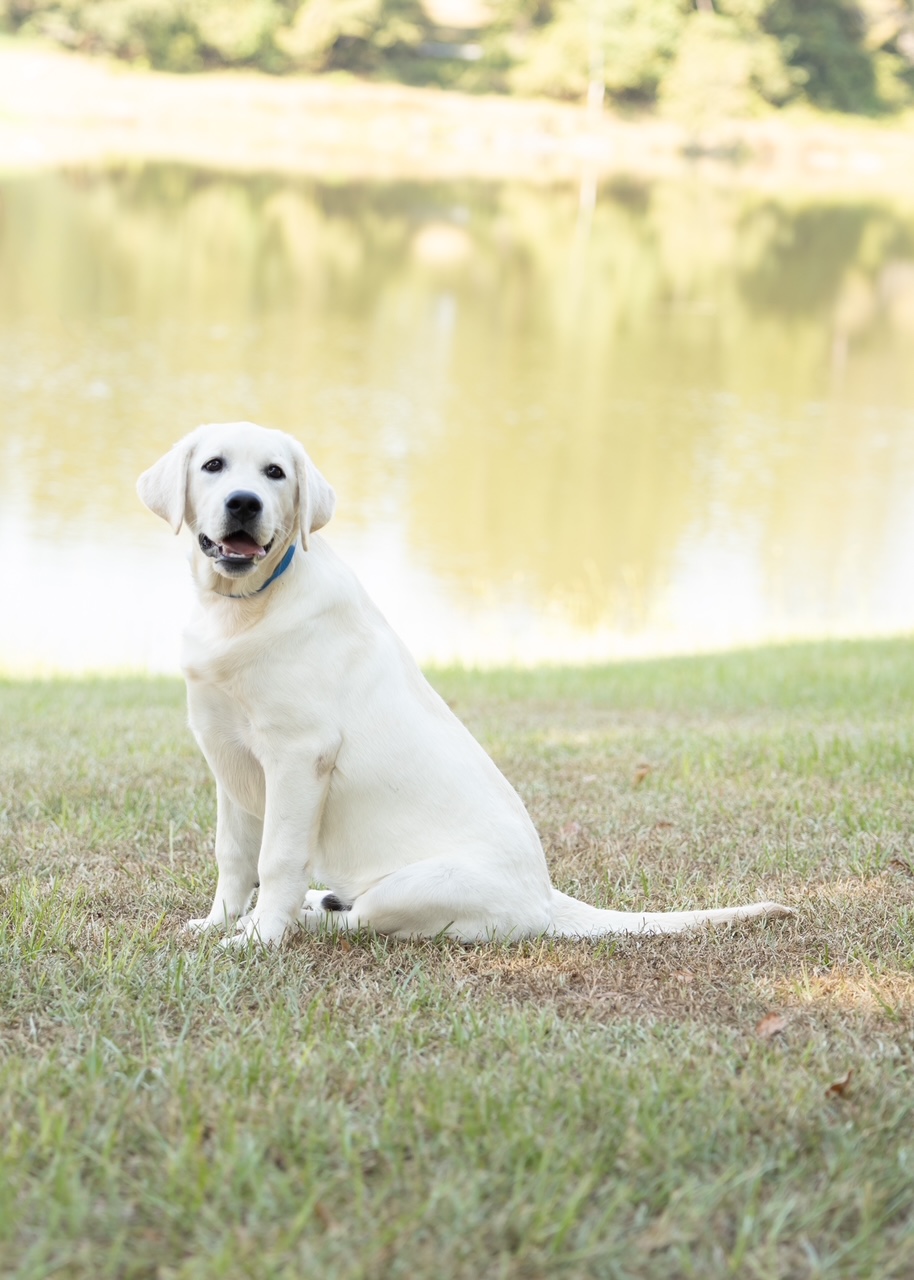 Labrador retriever sitting by a peaceful lake on a sunny day.