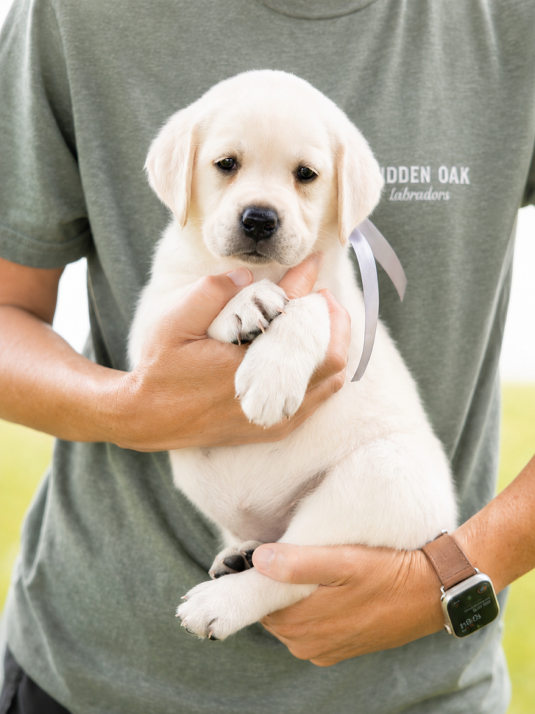 A person holding a small Labrador puppy with a ribbon around its neck.