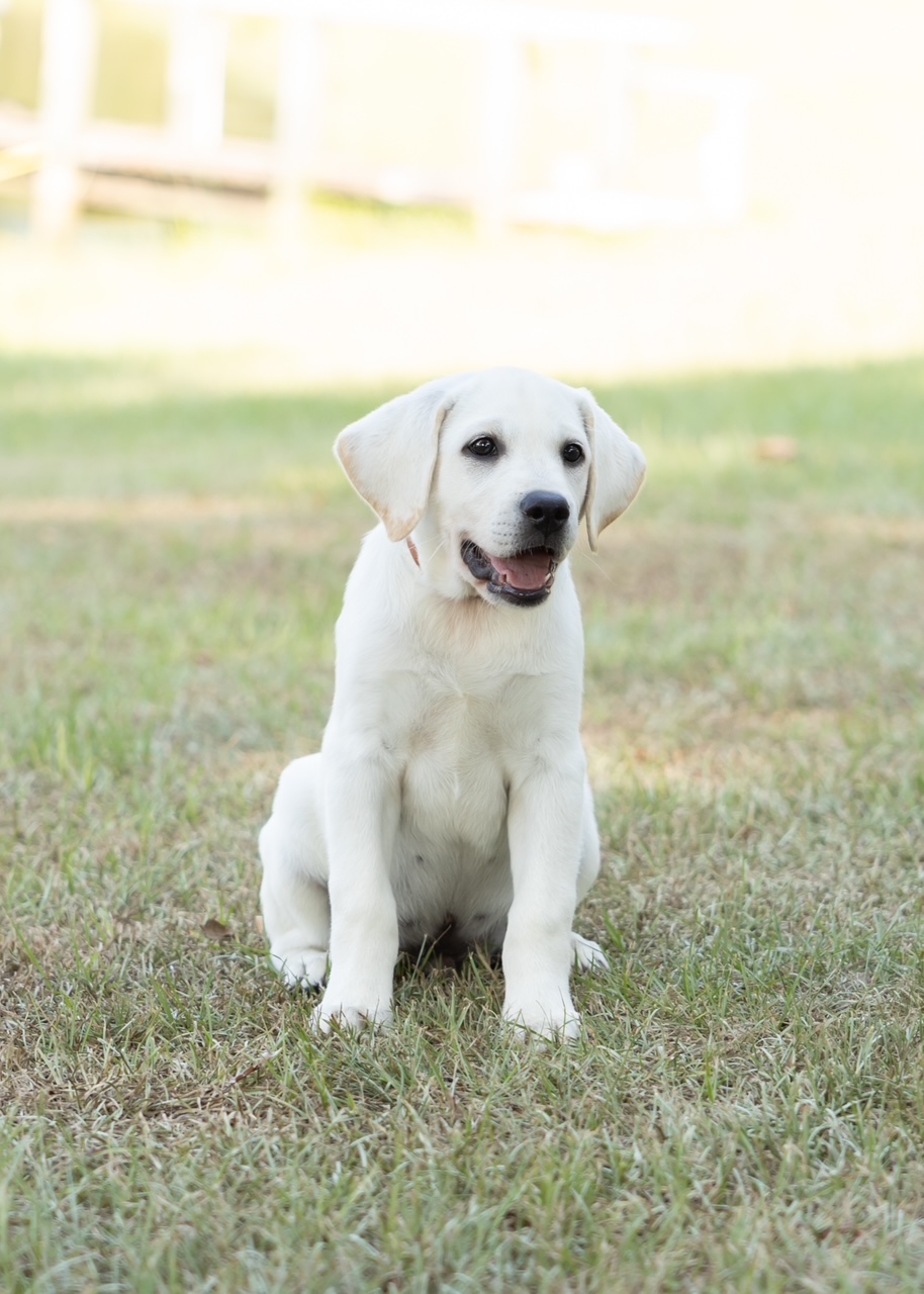 White Labrador puppy sitting on grass, looking happy in daylight.