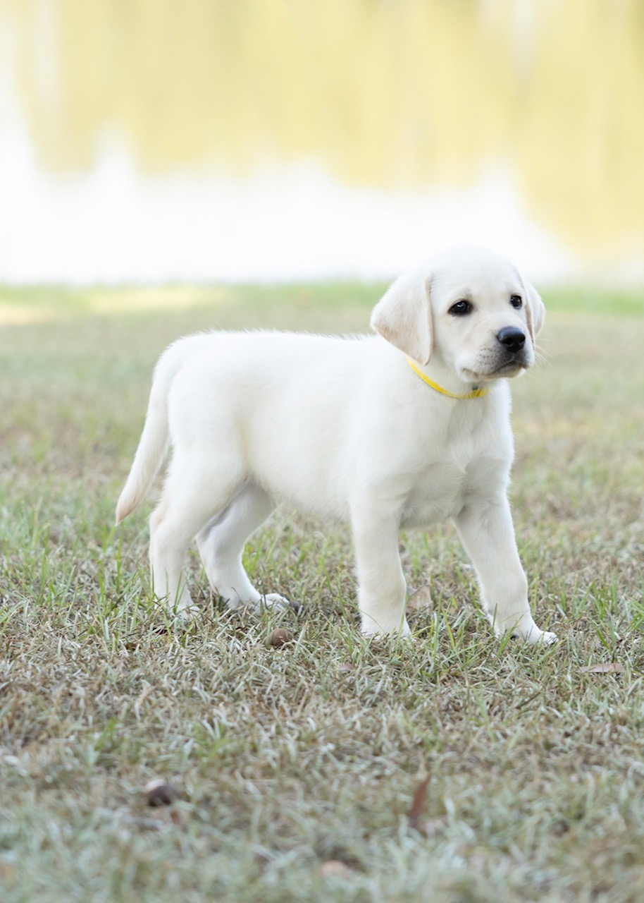 White Labrador Retriever puppy standing on grass, wearing a yellow collar.