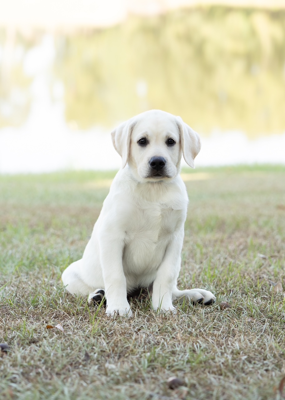 Cute Labrador puppy sitting on grass by a lake.