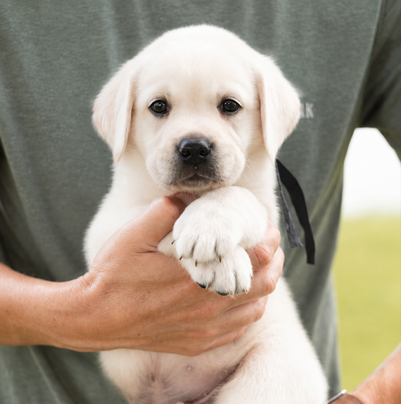 Person holding a cute Labrador puppy in arms outdoors.