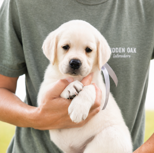 Person holding a Labrador puppy with a gray ribbon, wearing a green shirt.