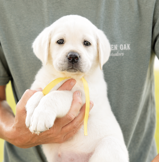 Person holding a Labrador puppy with a yellow ribbon around its neck.