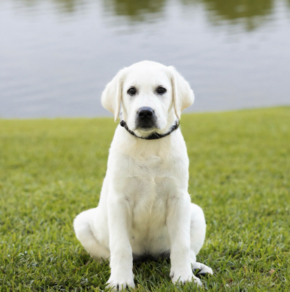 White Labrador puppy sitting on grass in front of a lake.