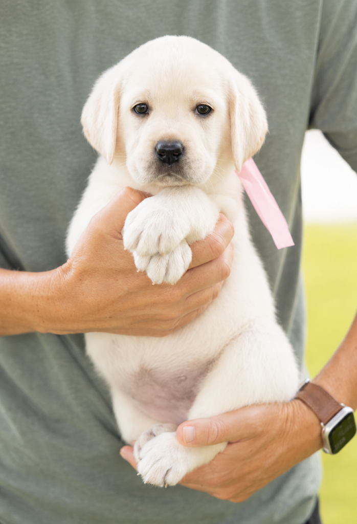 Cute Labrador puppy with pink ribbon being held by a person in a green shirt.