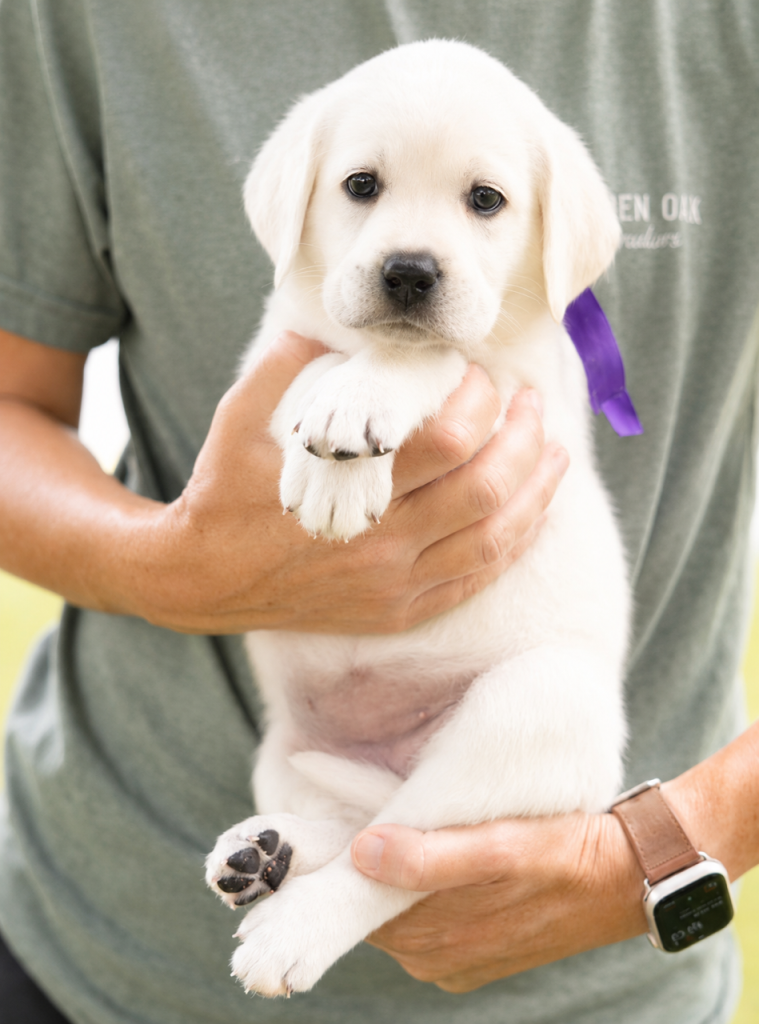 Person holding a cute Labrador puppy with a purple ribbon.