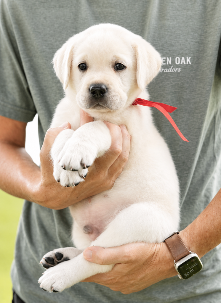 Man holding a Labrador puppy with a red ribbon outdoors.