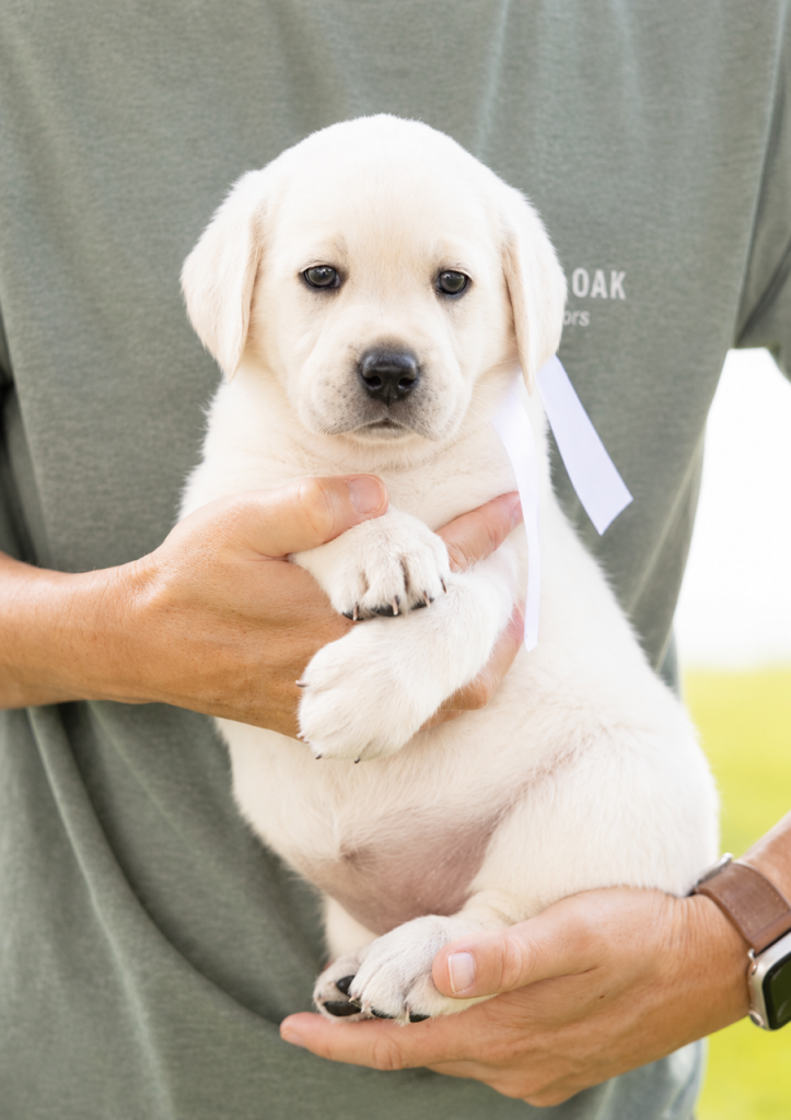 A person holding a cute Labrador puppy with a white ribbon.