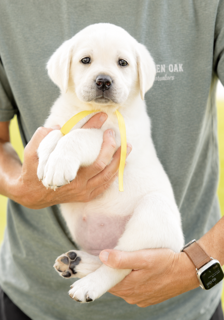 Person holding a Labrador puppy with a yellow ribbon.