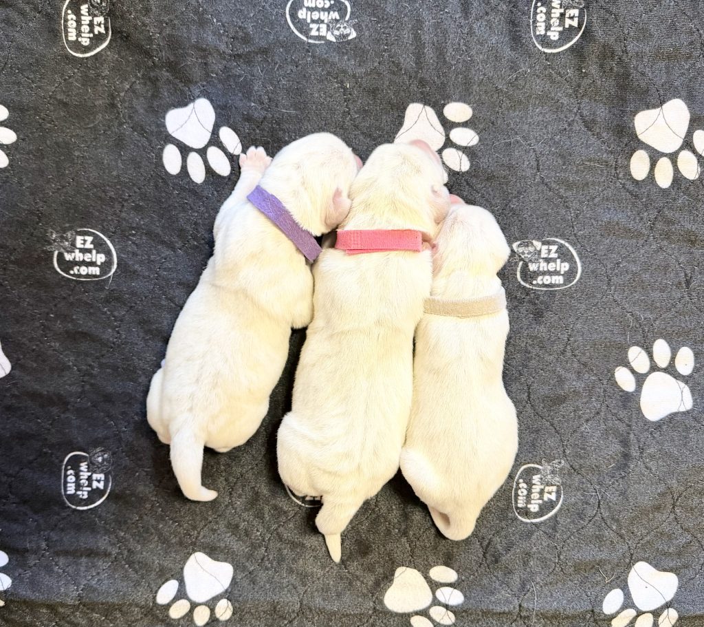 Three newborn puppies with colored collars on a pawprint blanket.