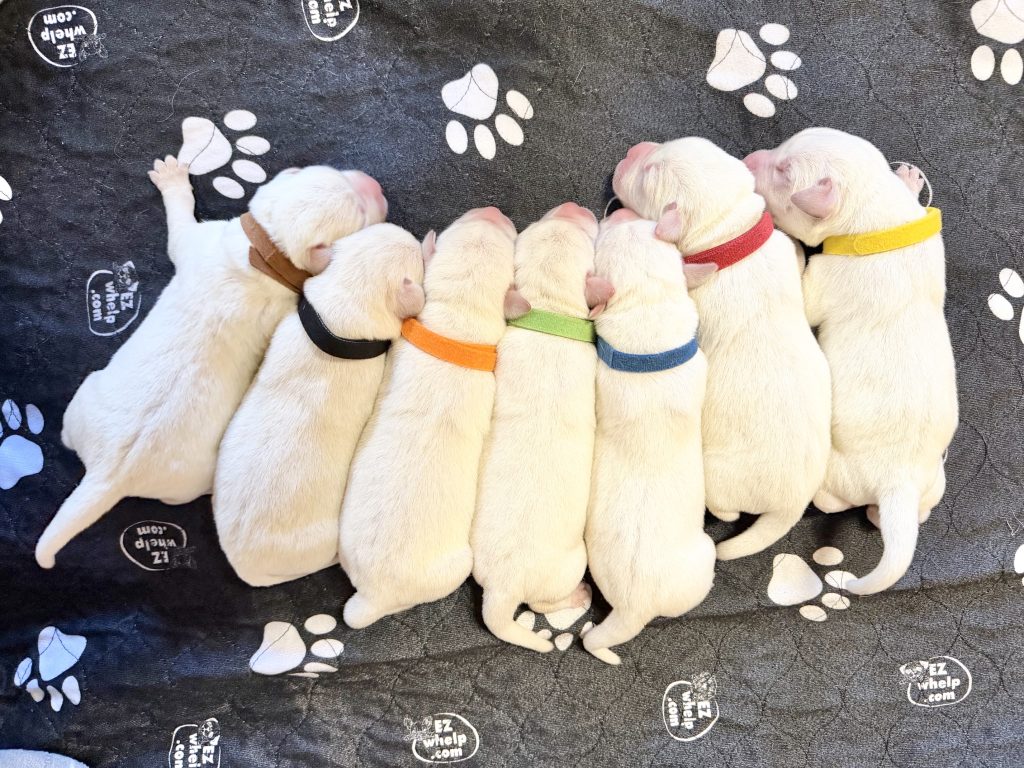 Six newborn puppies lying in a row on a paw-print blanket, each wearing a different colored collar.