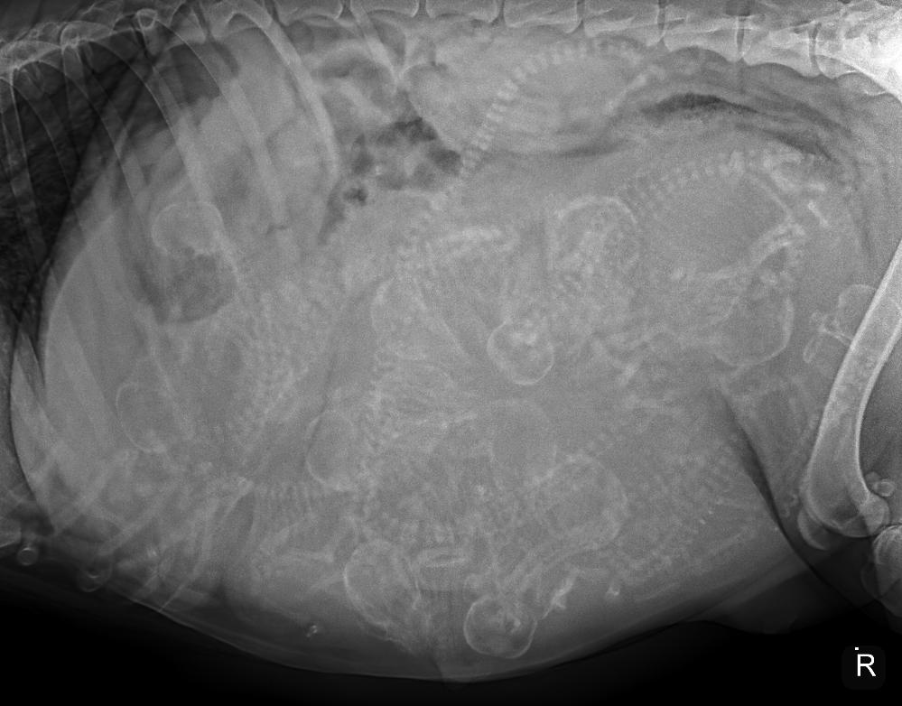 X-ray image showing multiple developing animal fetuses within the abdomen.